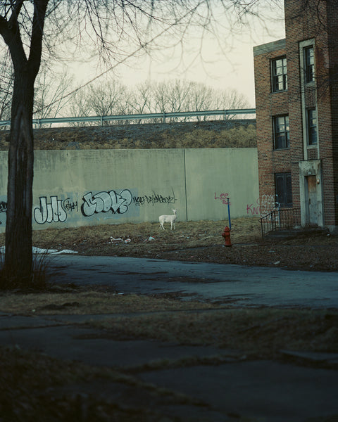 Gregory Halpern: ‘King, Queen, Knave’ [Talk]