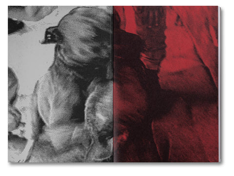 Unleashing Amores Perros