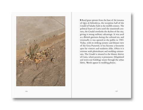 Weeds: A Germinating Theory